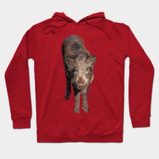 Boar in the forest Hoodie